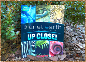 Click here for a larger picture of the front & inside of the Dinosaur book